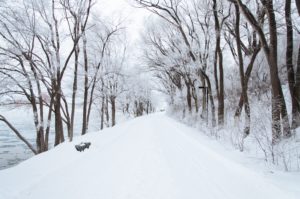 cold-snow-forest-trees