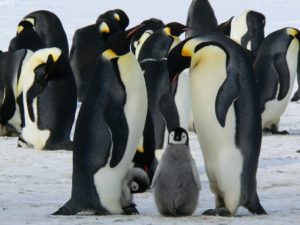penguins-emperor-antarctic-life-52509